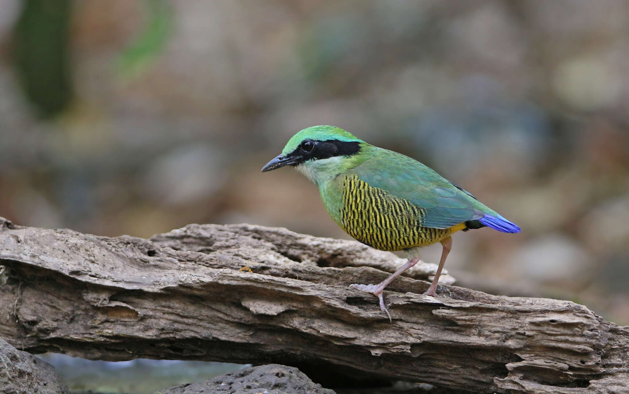 Image of Bar-bellied Pitta