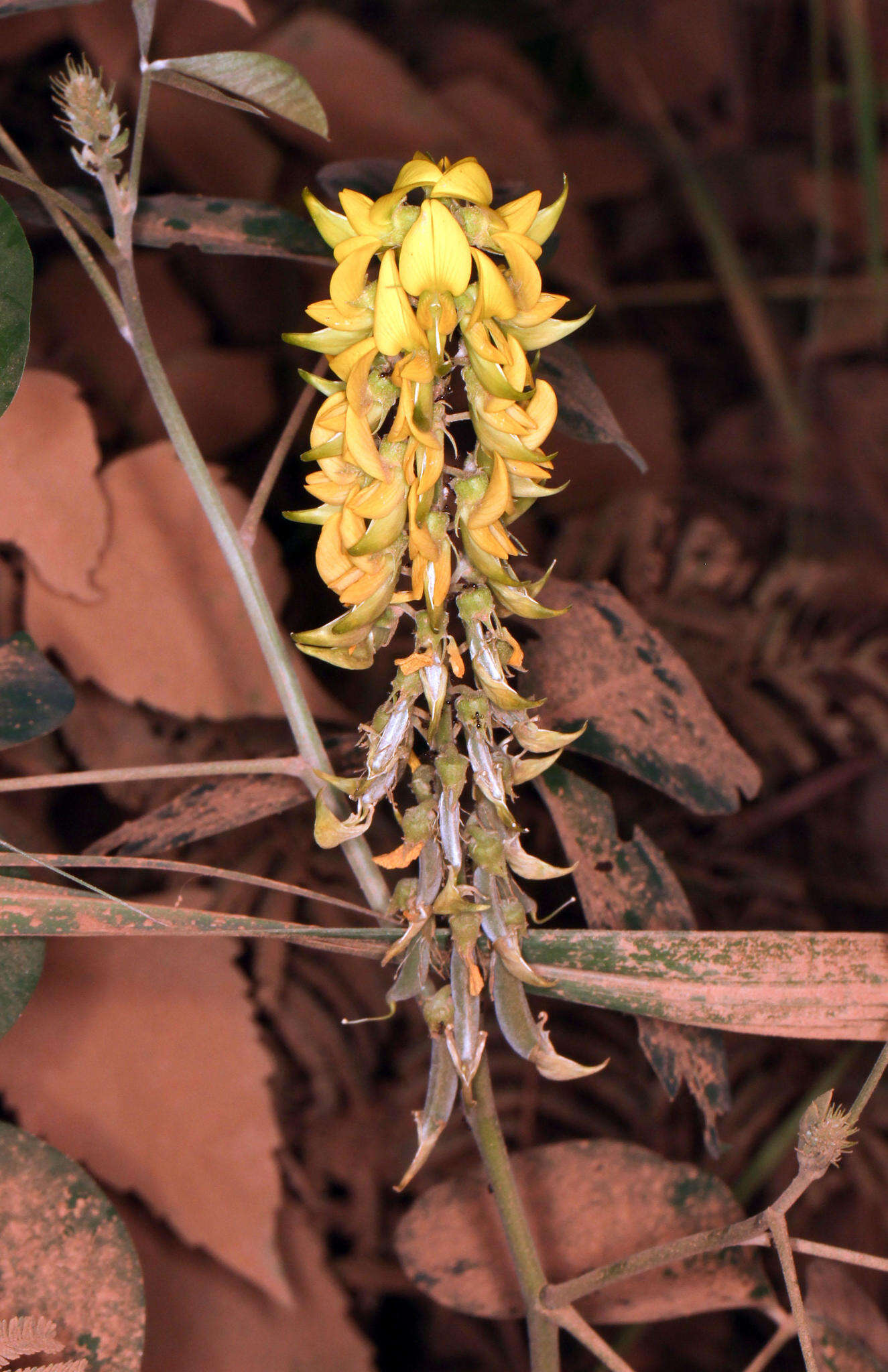 Image of Crotalaria pallida var. pallida