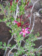 Sivun Calytrix leptophylla Benth. kuva