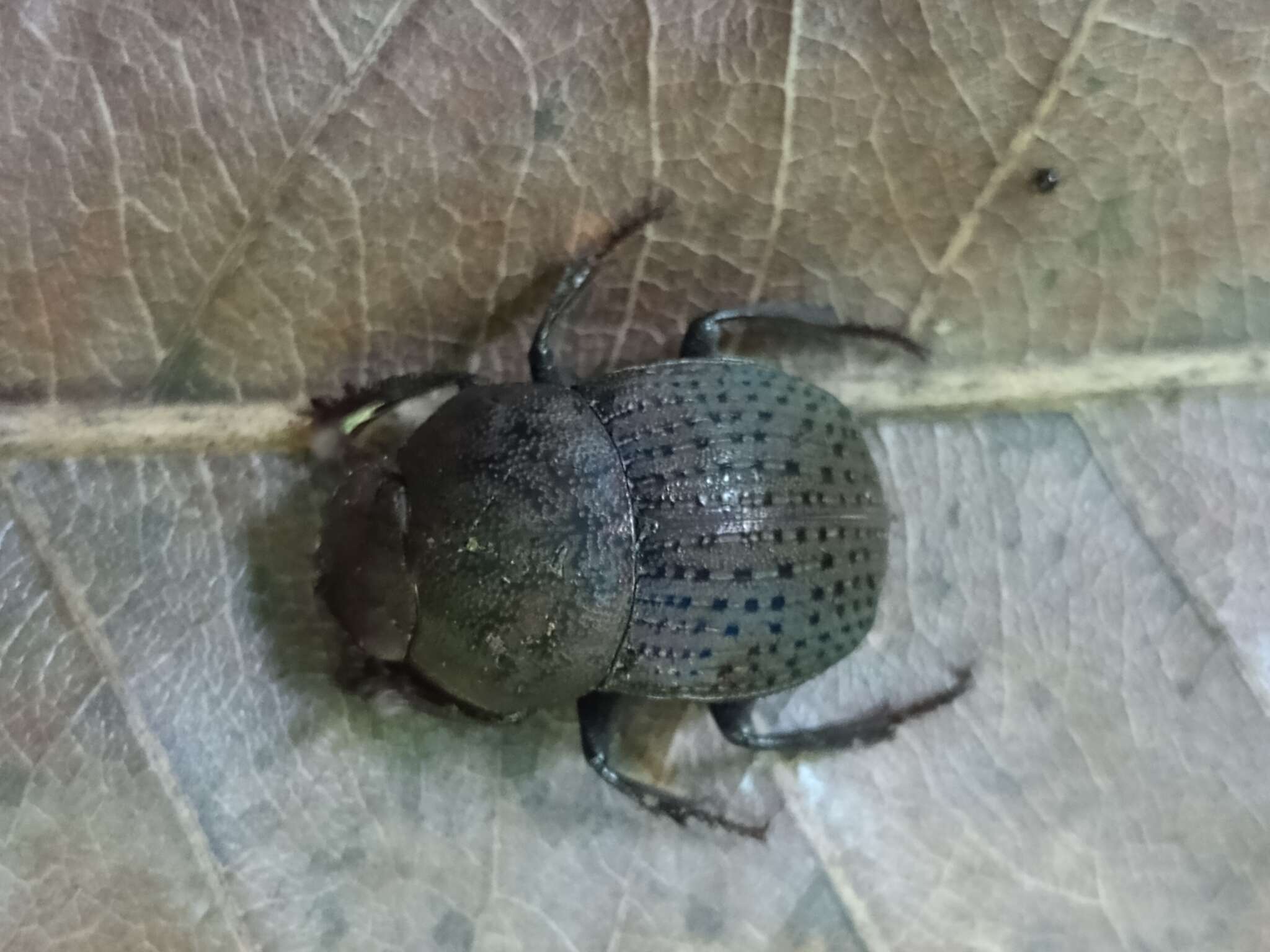 Image of Megathoposoma candezei (Harold 1873)