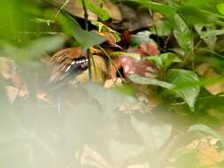 Image of Bornean Banded Pitta