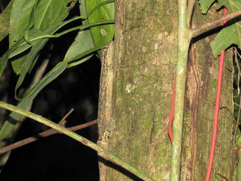 Image of Thecadactylus solimoensis Bergmann & Russell 2007