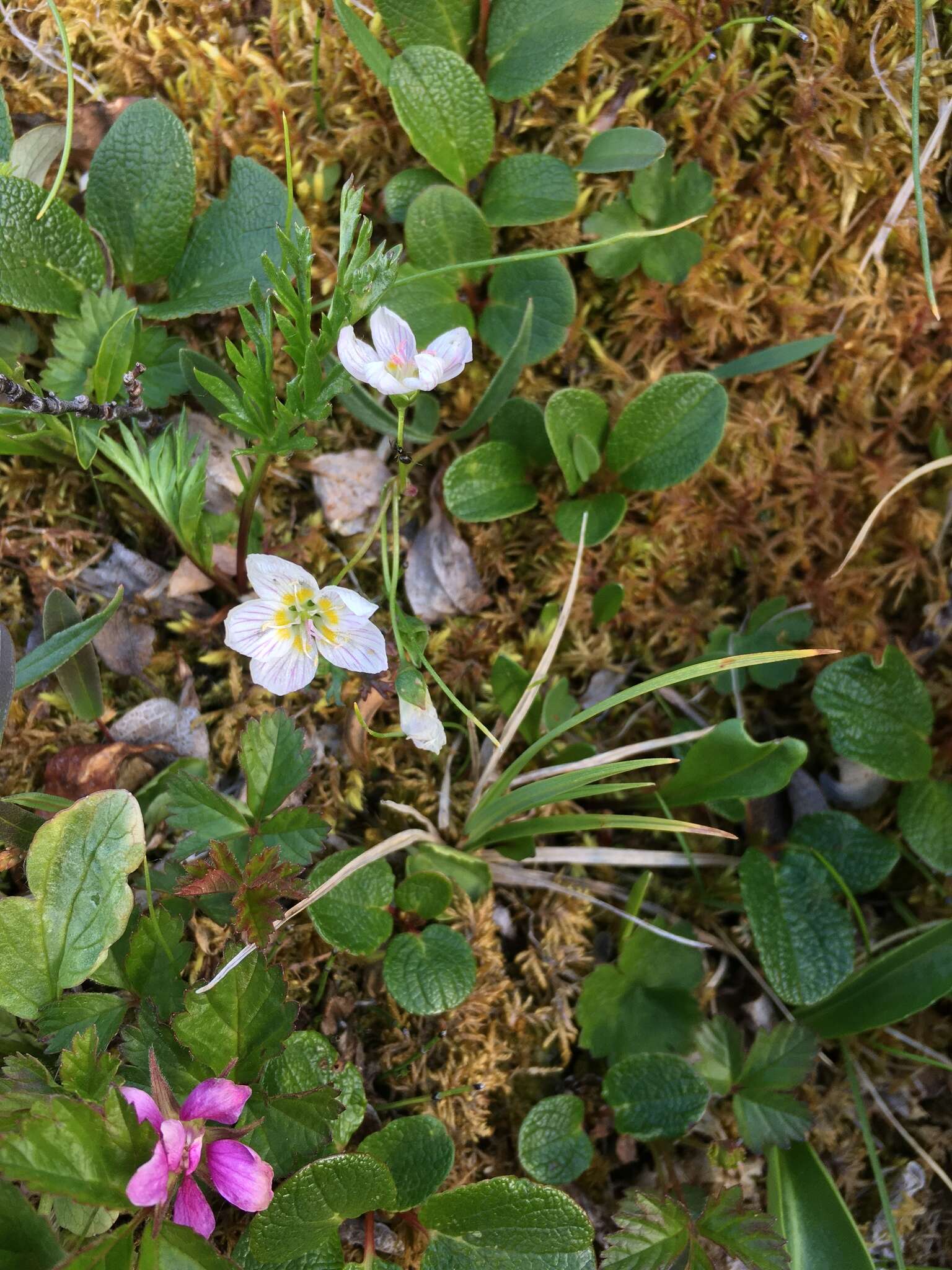 Claytonia tuberosa Pall. ex Willd. resmi