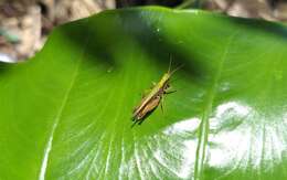 Orphulella concinnula (Walker & F. 1870) resmi