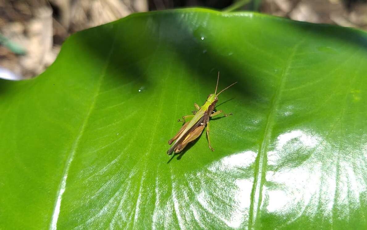 Orphulella concinnula (Walker & F. 1870) resmi