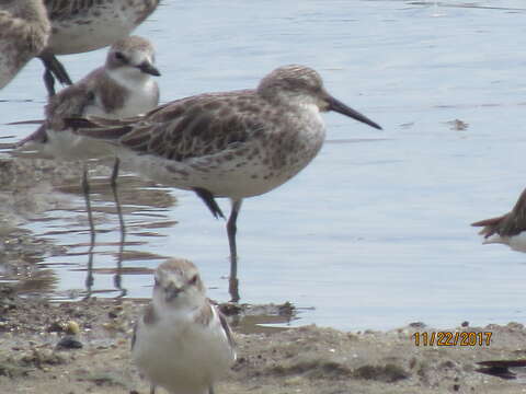 Image of Great Knot