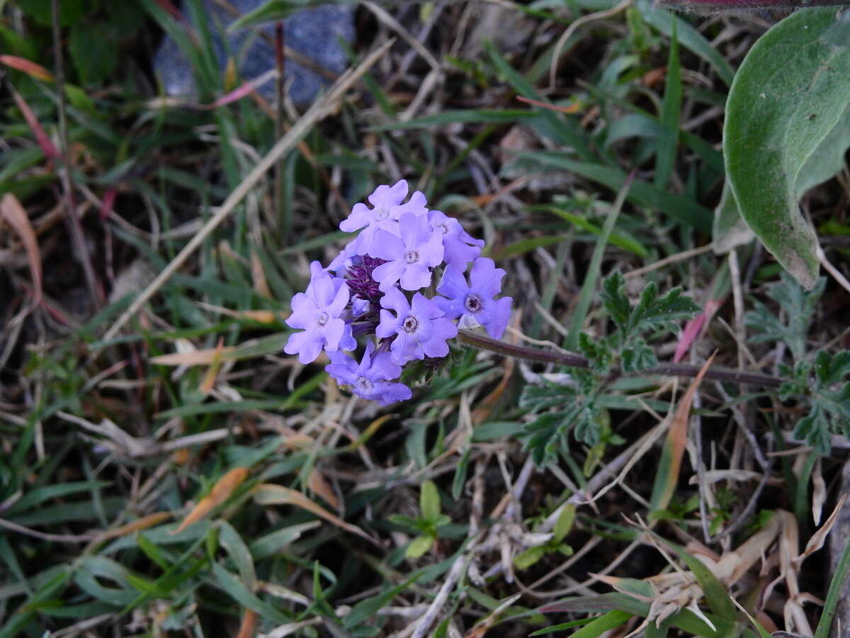 Image of Glandularia venturii (Moldenke) Botta