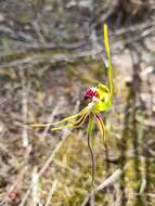 Caladenia verrucosa G. W. Carr resmi