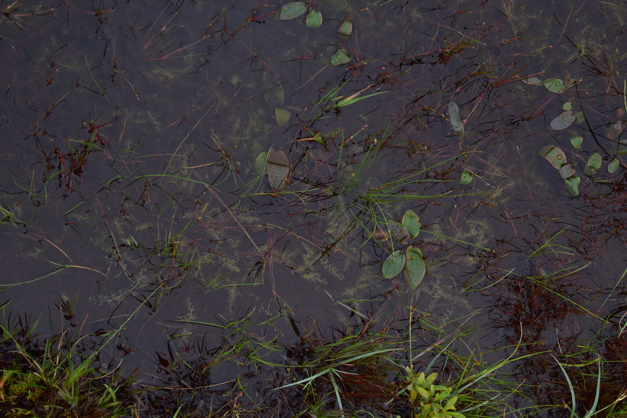 Image of Dwarf Bladderwort