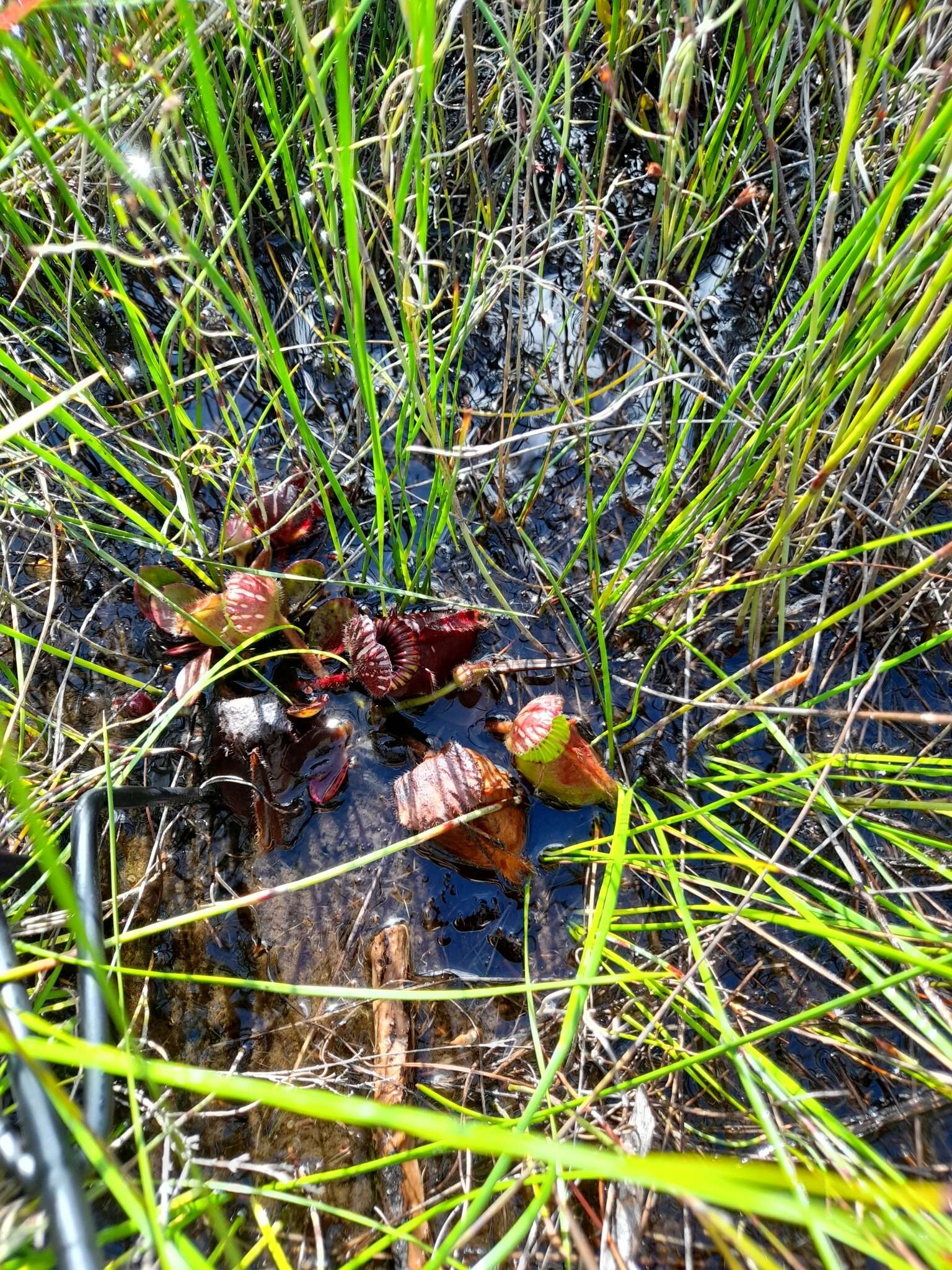 Image of Albany pitcher plant, Australian pitcher plant