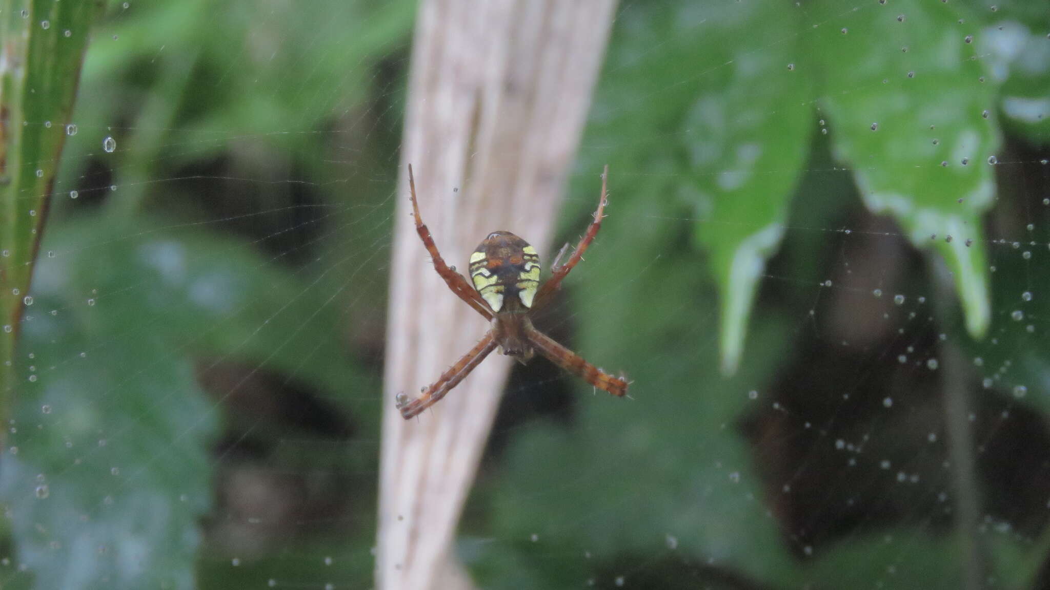 Image of Argiope perforata Schenkel 1963