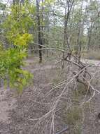 Image of Mustard-tree