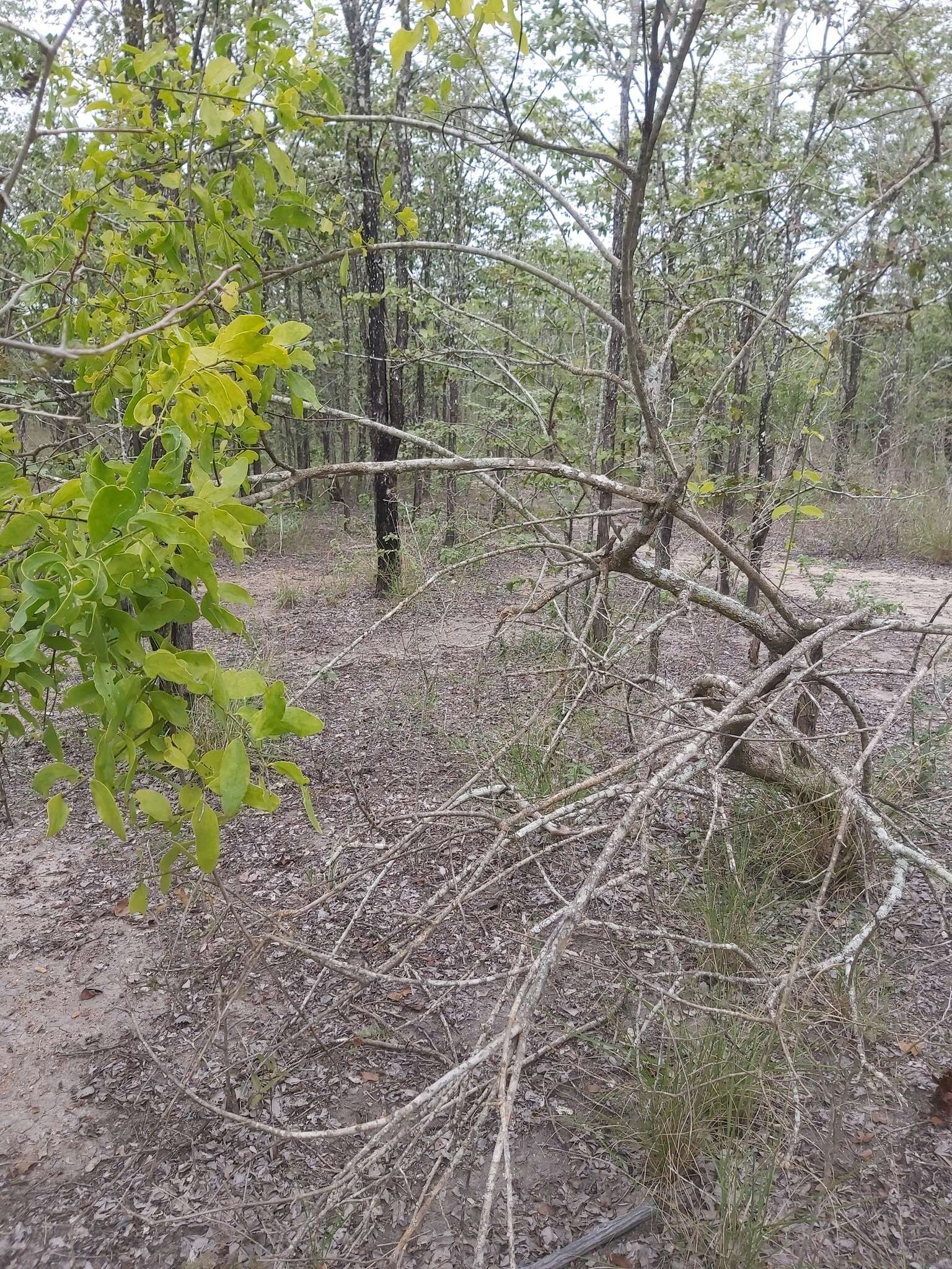 Image of Mustard-tree