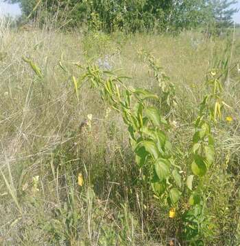 Image of Vincetoxicum albovianum (Kusnez.) Pobed.