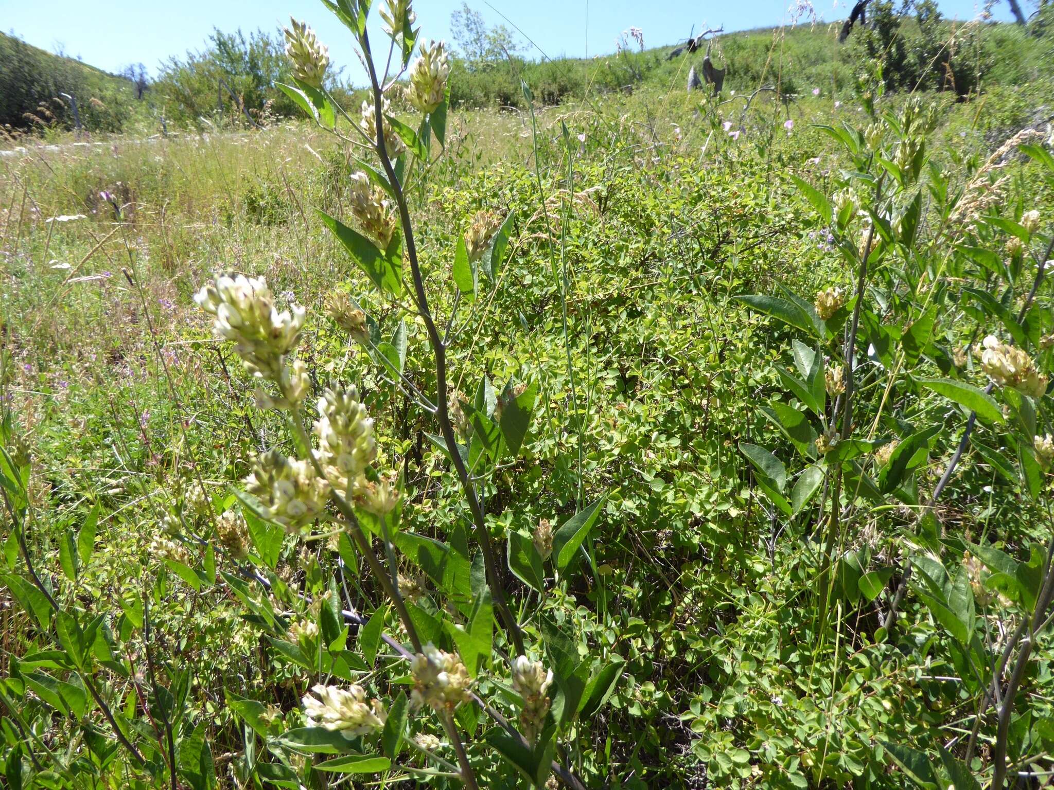 Image of Parish's California tea