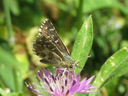 Image of rosy grizzled skipper