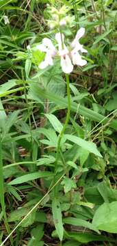 Imagem de Stachys hyssopifolia Michx.