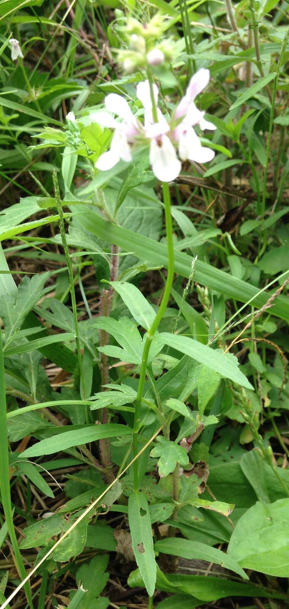 Plancia ëd Stachys hyssopifolia Michx.