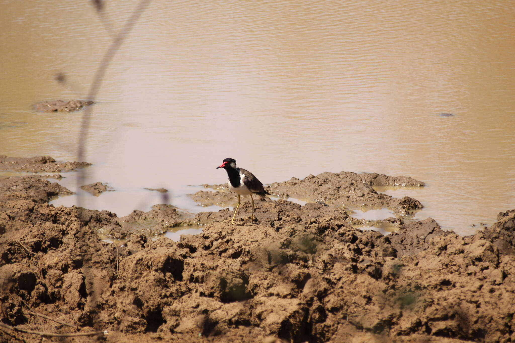 Image of Red-wattled Lapwing