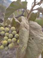 Image of Solanum crinitipes Dun.