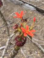 Image of Jatropha nudicaulis Benth.