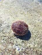 Image of White Sea Urchin