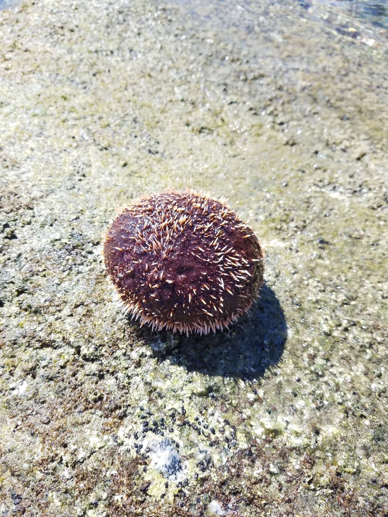 Image of White Sea Urchin