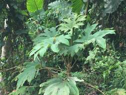 Image of tetrapanax