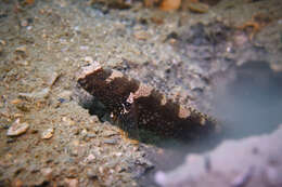 Image of Maude&#39;s shrimpgoby