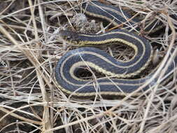 Image of Butler's Garter Snake