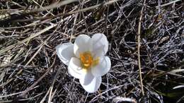 Image of Crocus weldenii Hoppe & Fürnr.