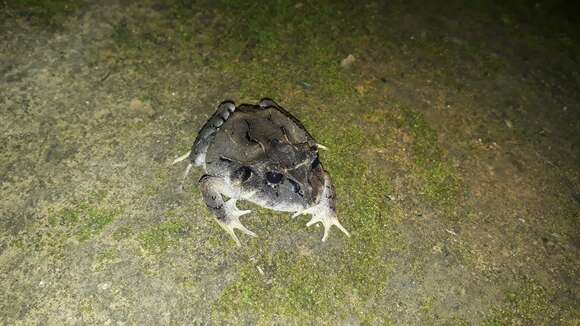 Image of Ruiz's robber frog