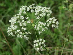 Imagem de Pimpinella saxifraga L.