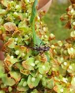 Ligyrocoris sylvestris Linnaeus & C. 1758 resmi