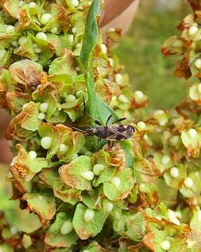 صورة Ligyrocoris sylvestris Linnaeus & C. 1758