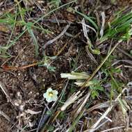 Imagem de Xenostegia tridentata (L.) D. F. Austin & Staples