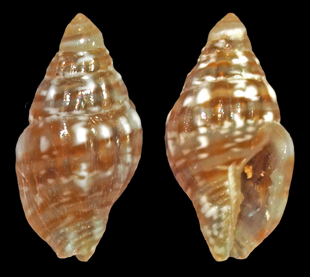 Image of Euplica ionida (Duclos 1840)