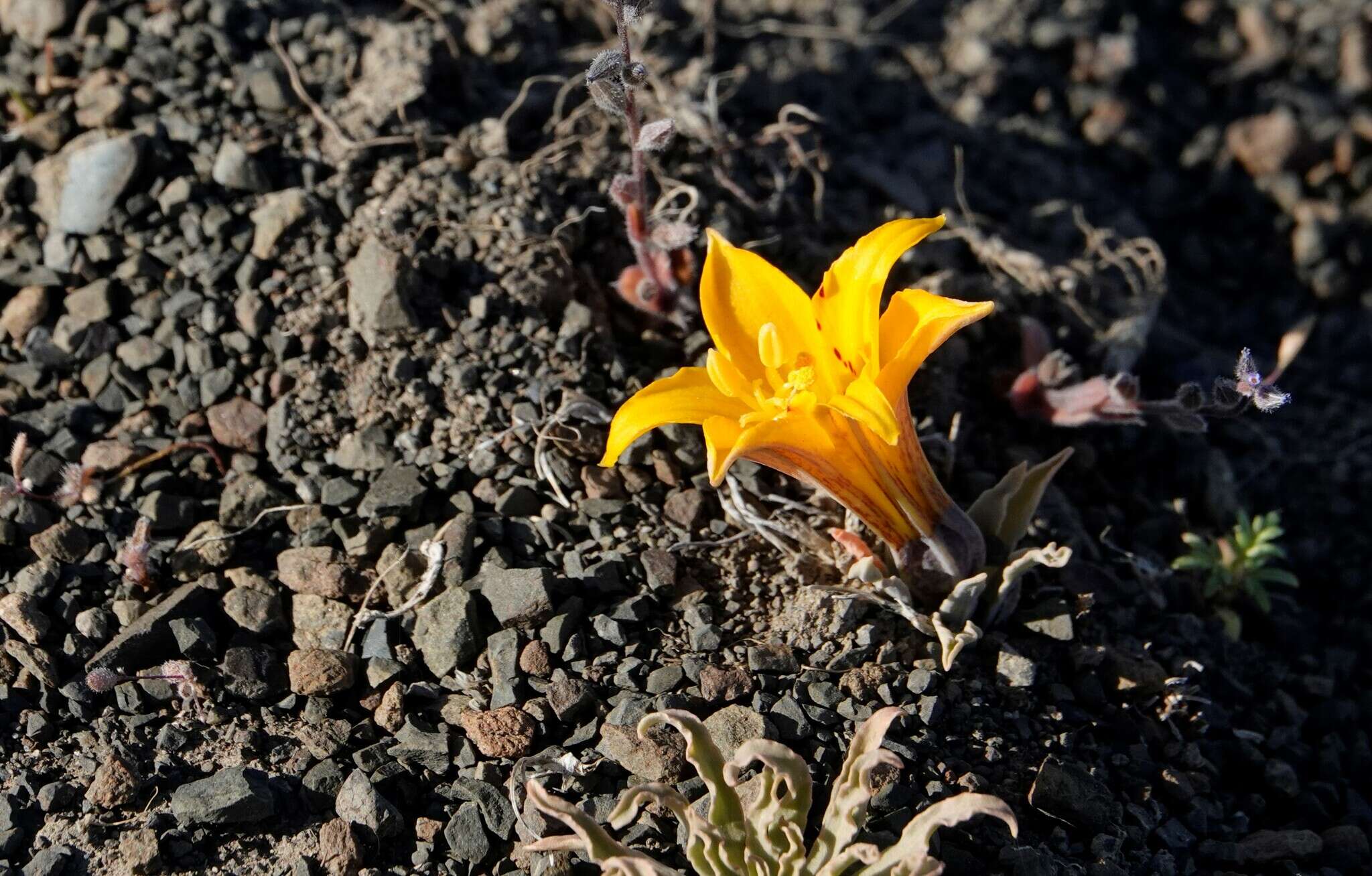 Image of Alstroemeria patagonica Phil.