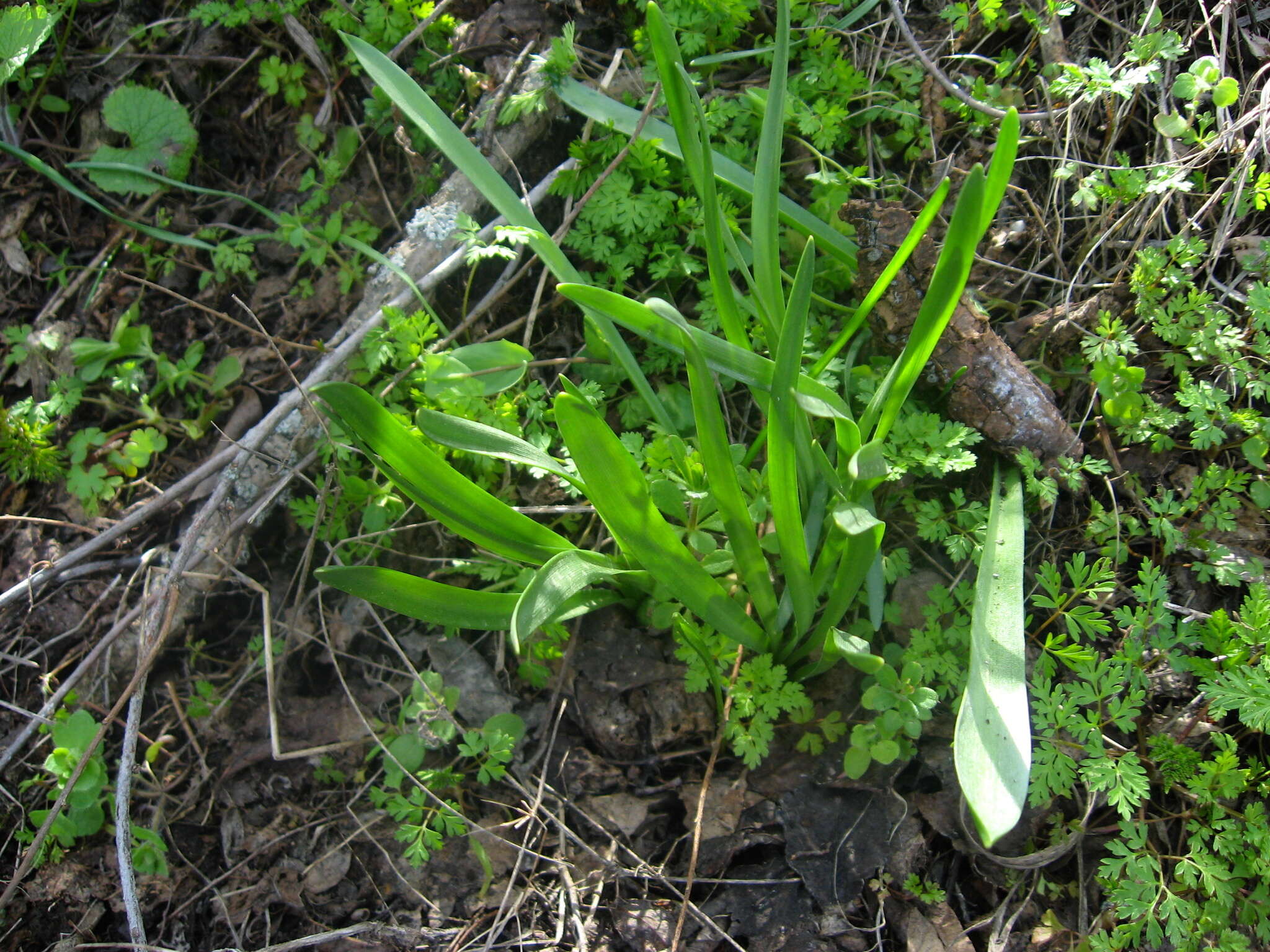 Image of Slender Sternbergia
