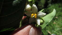 Image of Solanum oblongifolium Humb. & Bonpl. ex Dun.
