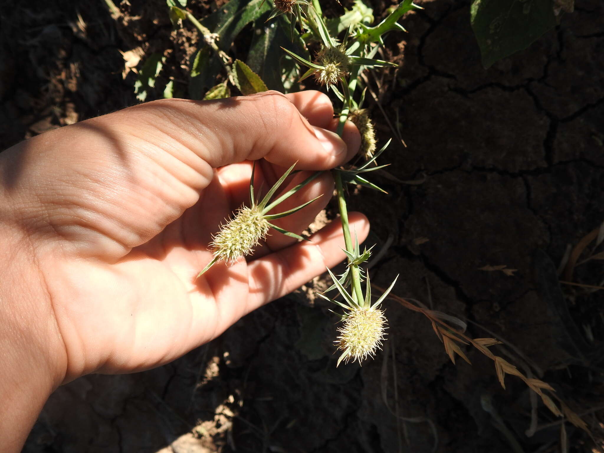 Eryngium coronatum Hook. & Arn. resmi