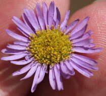 Image of Erigeron foliosus var. foliosus