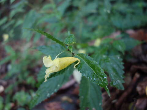 Image of Impatiens tayemonii Hayata