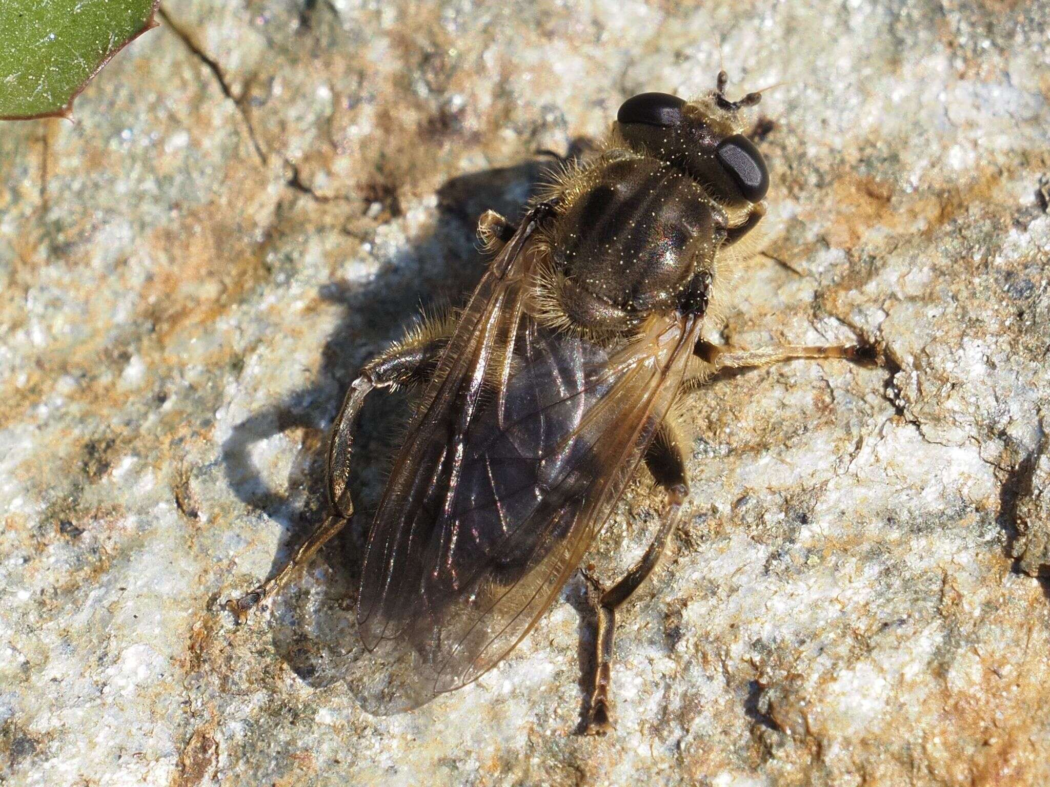 Image of Chalcosyrphus eunotus (Loew 1873)