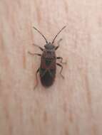 Image of Elm Seed Bug