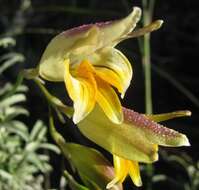 Freesia refracta (Jacq.) Klatt resmi