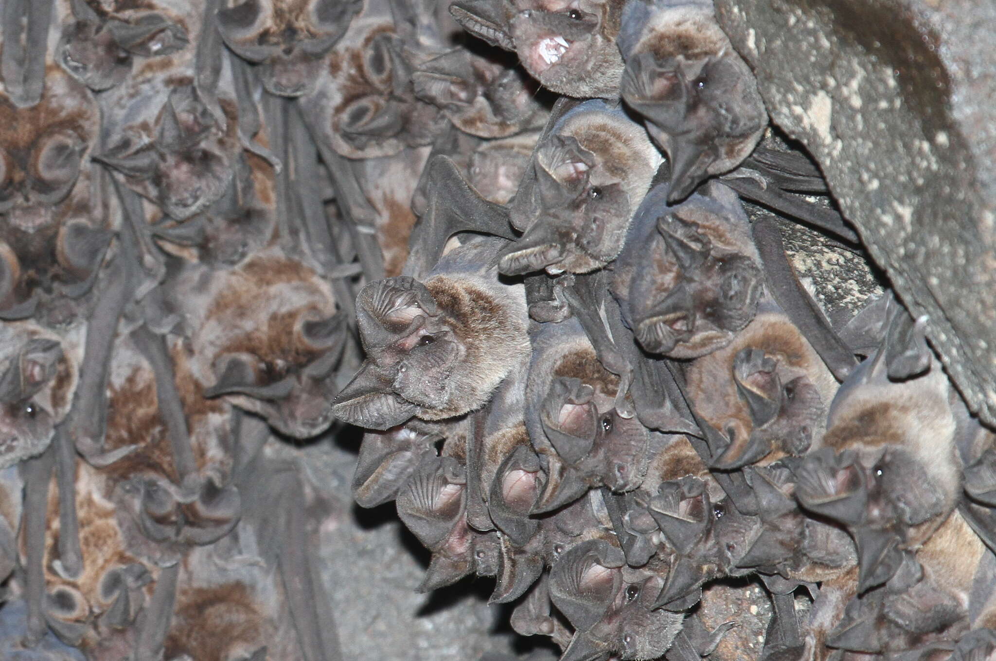 Image of Tadarine Free-tailed Bats