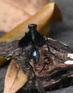 Image of Blue Mud Wasps