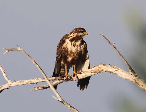 Image of Cuban Black Hawk