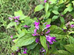 Image of Hypoestes floribunda R. Br.